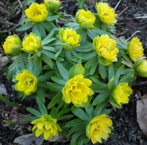 Eranthis hyemalis Flore Pleno&#8217; web