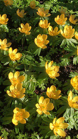 Eranthis hyemalis Orange Glow