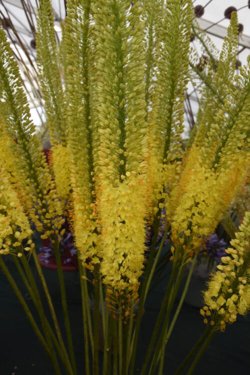 Eremurus Charleston_3972 (1)