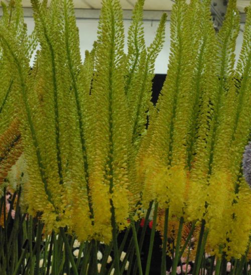 Eremurus Disco.10