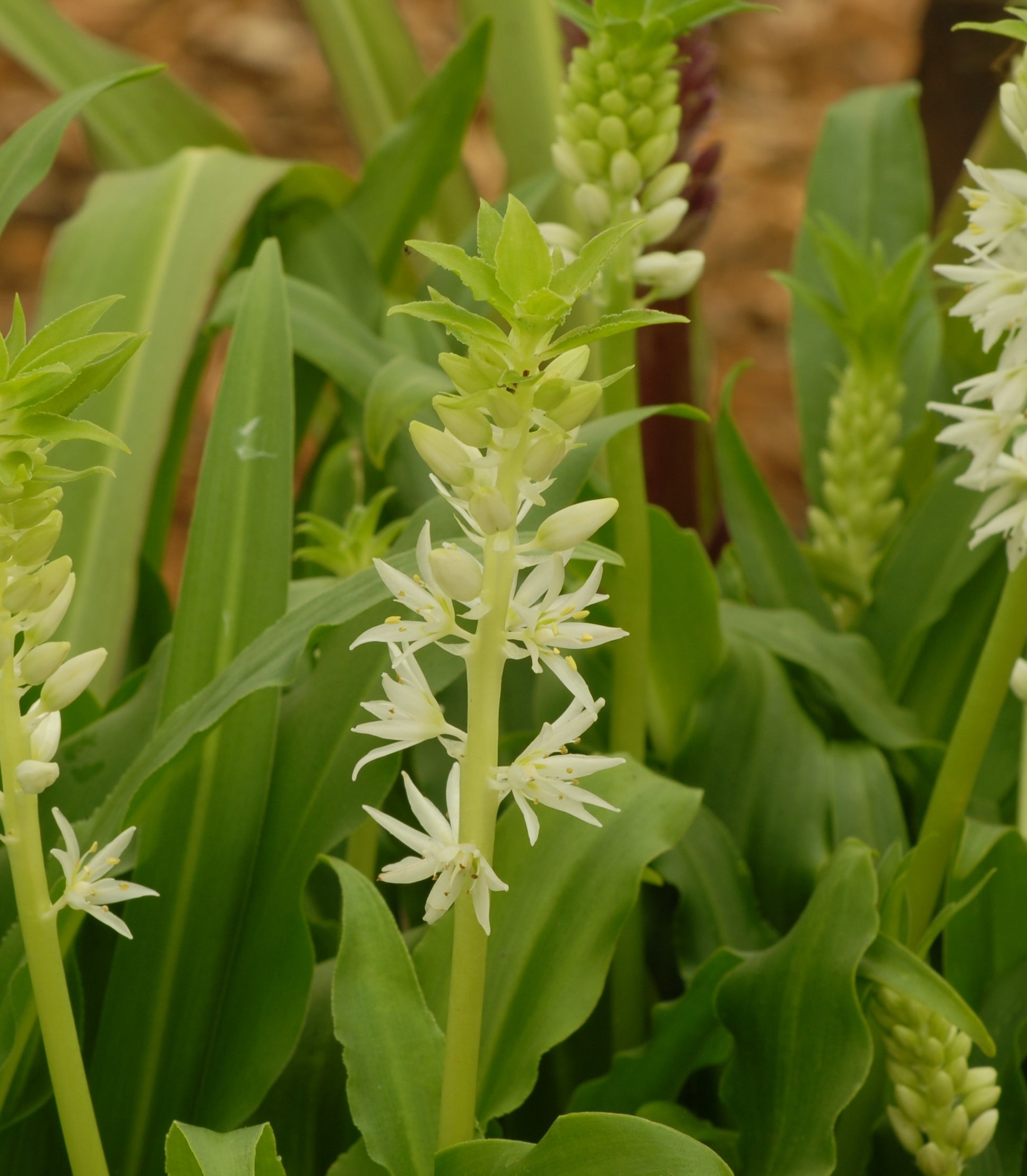Eucomis 1