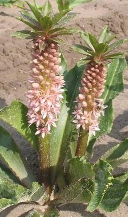 Eucomis Erundi