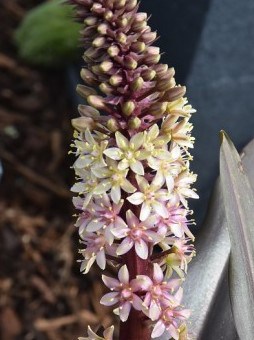 Eucomis Sparkling Rosy