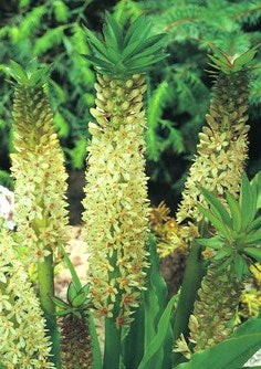 Eucomis comosa