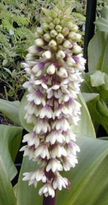 eucomis-montana-1
