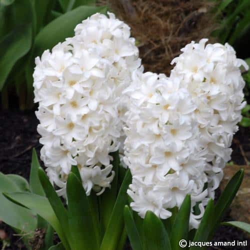 Fairy-White