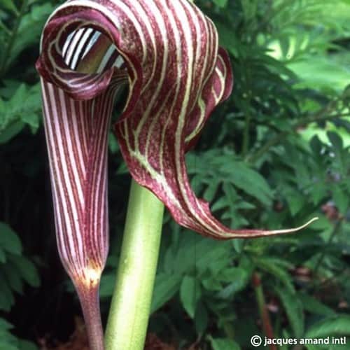 Fargesii