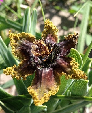 Ferraria crispa small new pict