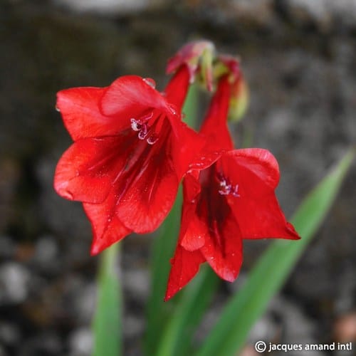 Flanaganii