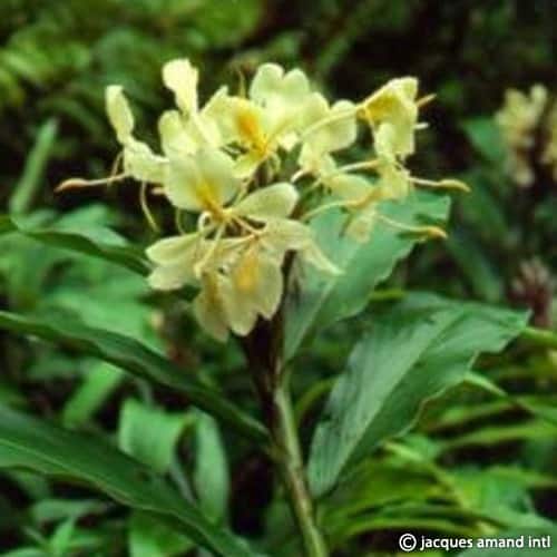 Flavescens