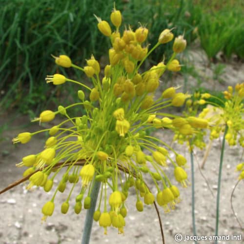Flavum