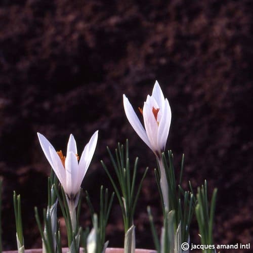 Fleischeri
