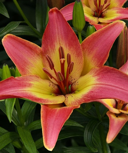 Forever Summer 2592&#215;3888 (1)