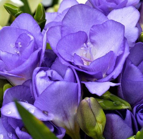 Freesia_Double_Blue_2_.SHUT