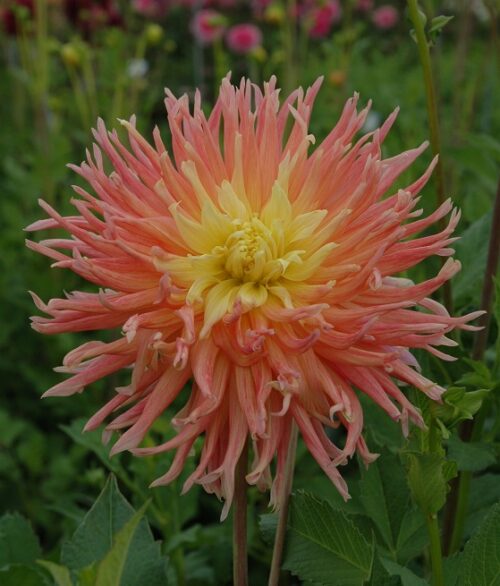 Fringed Star cat.,