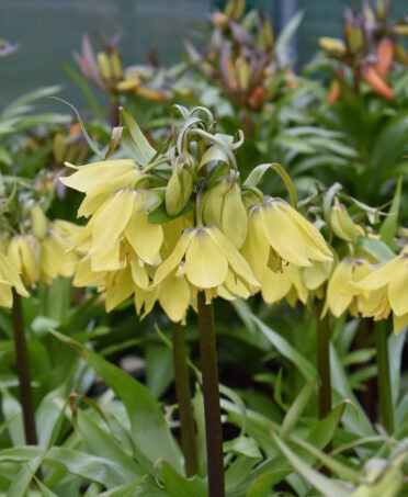 Fritillaria Early Sensation_9949 (1)