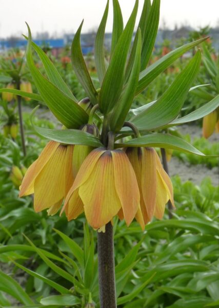 Fritillaria Paradise Beauty