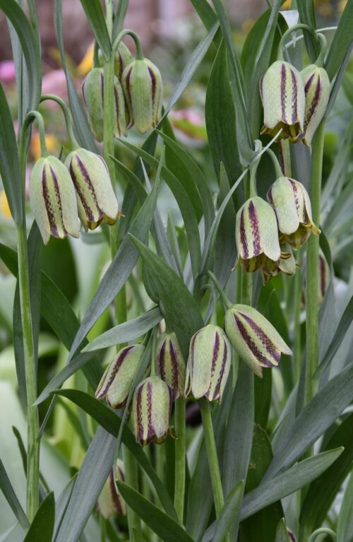 Fritillaria acmopetala_0206 (3)