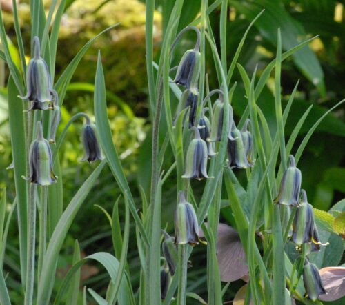Fritillaria elwesii_0613