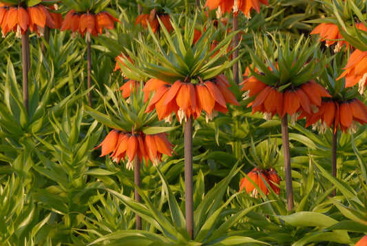 Fritillaria imperialis Aurora_0716