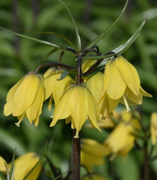 Fritillaria imperialis Helena (3)