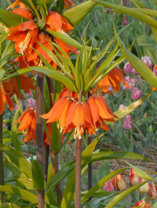 Fritillaria imperialis Inodora Purpurea_0718