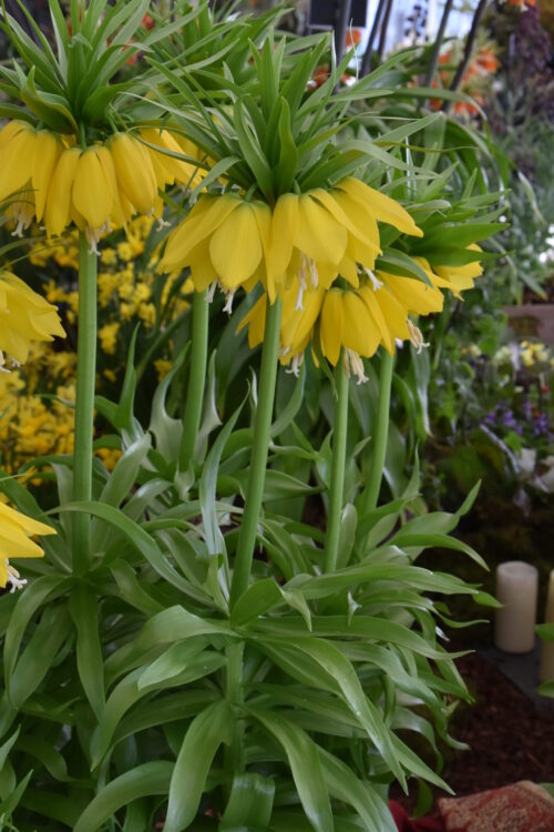 Fritillaria imperialis lutea_2263 (3)