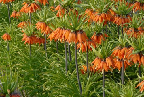 Fritillaria imperiallis Prolifera_0733