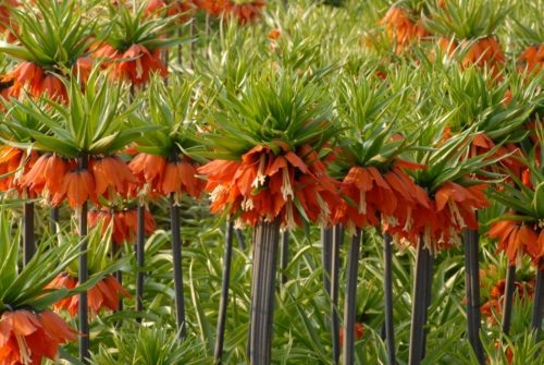 Fritillaria imperiallis Slagswaard (Fasciata)_0738
