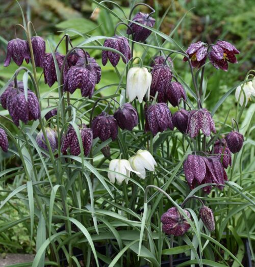 Fritillaria meleagris_0370 (1)