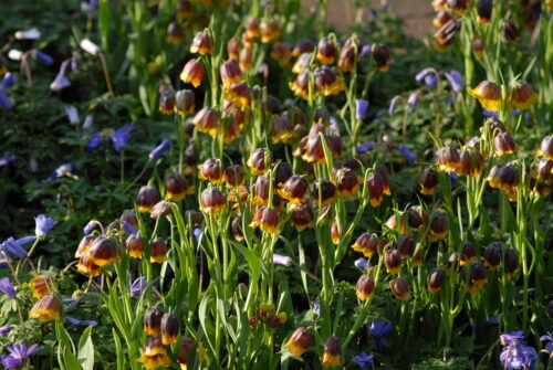 Fritillaria michailovskyii_0538
