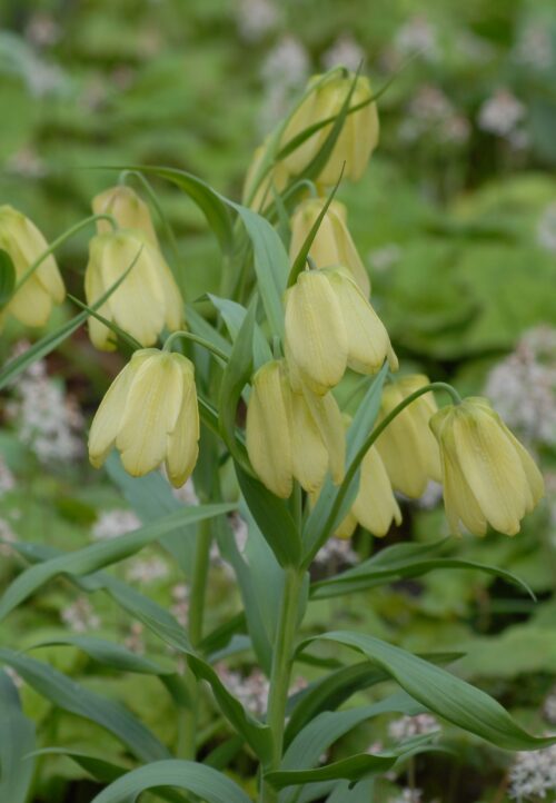 Fritillaria pallidiflora_0423