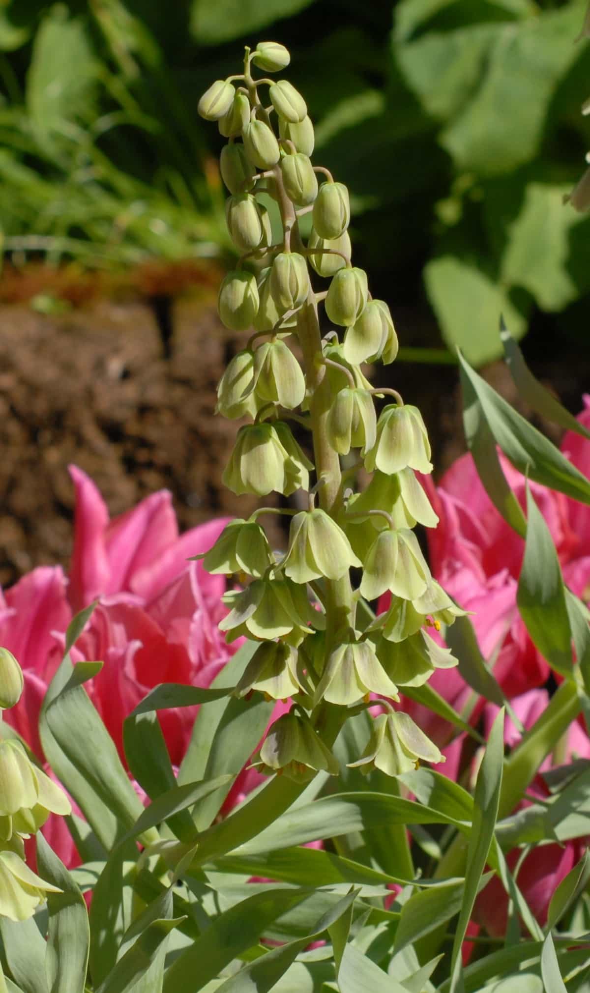 Fritillaria persica Green Dreams