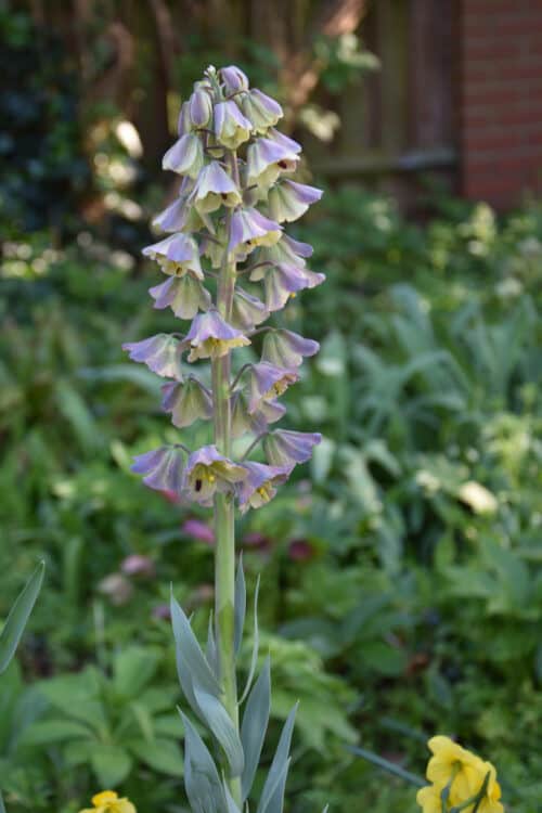 Fritillaria persica Minaret_0706 (4)