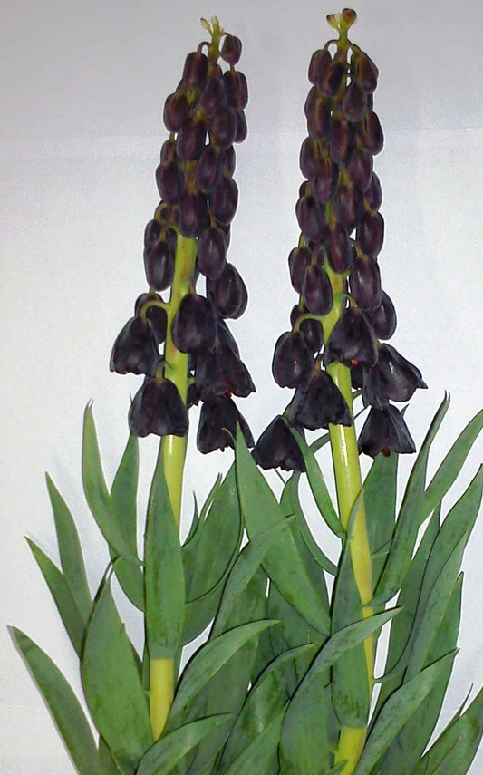 Fritillaria persica Twin Towers Tribute small