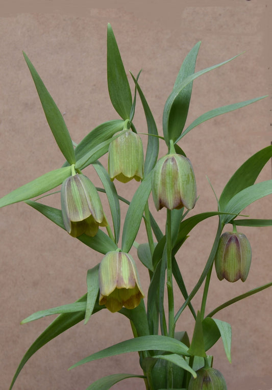 Fritillaria pontica_3660 (1)