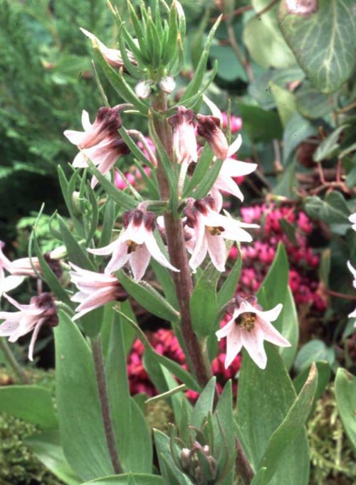 Fritillaria stenanthera 1