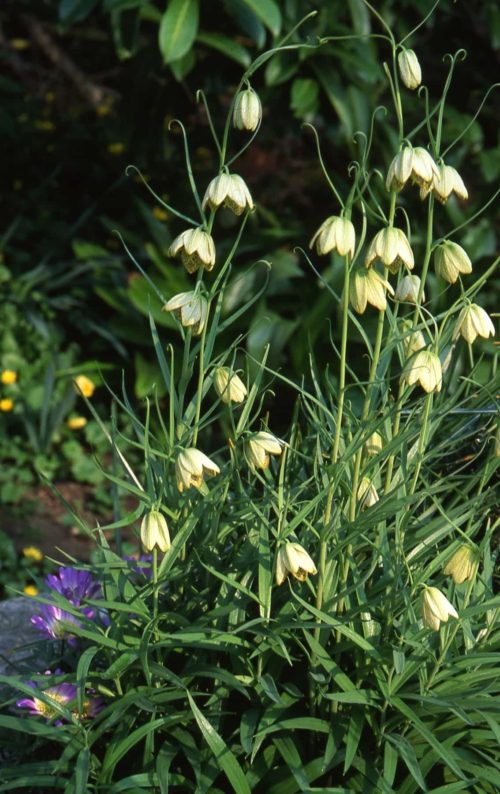 Fritillaria thunbergii-387