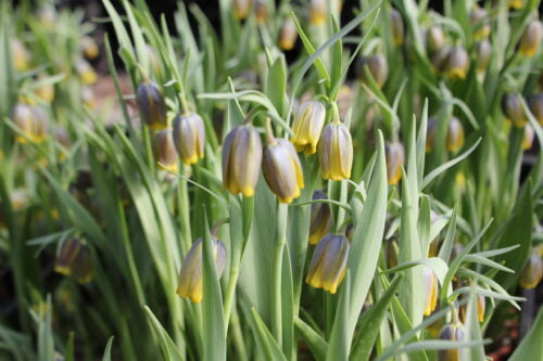 Fritillaria uva-vulpis_8653 (3)