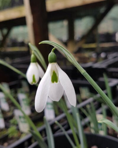 Galanthus Beethoven