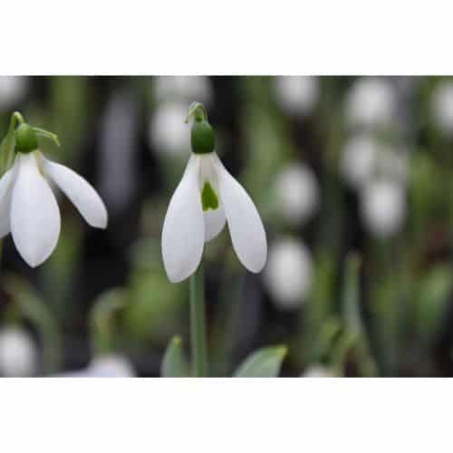 Galanthus J S Bach_9499 (1)