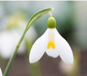 Galanthus Mother Goose
