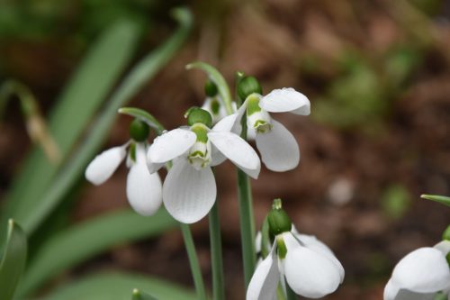 Galanthus Polar Bear_0783 (8)