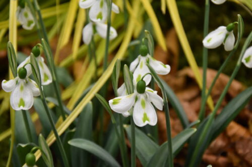 Galanthus Trimmer_0010 (1)