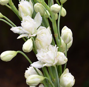 Galtonia Moonbeam_small