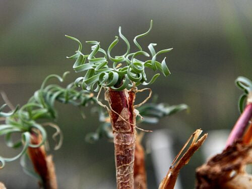 Gethyllis linearis leaf (1)