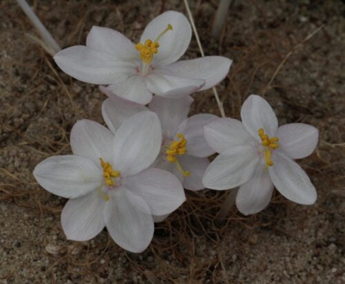 Gethyllis oliverorum f