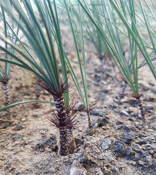 Gethyllis verticillata leaf