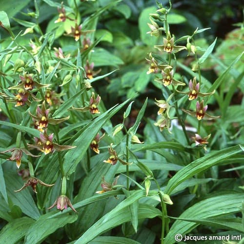 Gigantea-(syn.-Grandiflora)