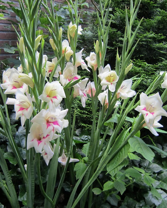 Gladiolus Carine cat